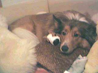 2_doggies.jpg