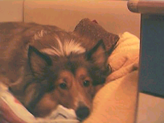 doggie.jpg