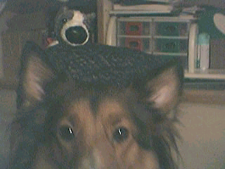 doggies1.jpg