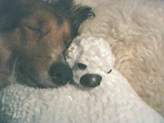 doggiessnow.jpg